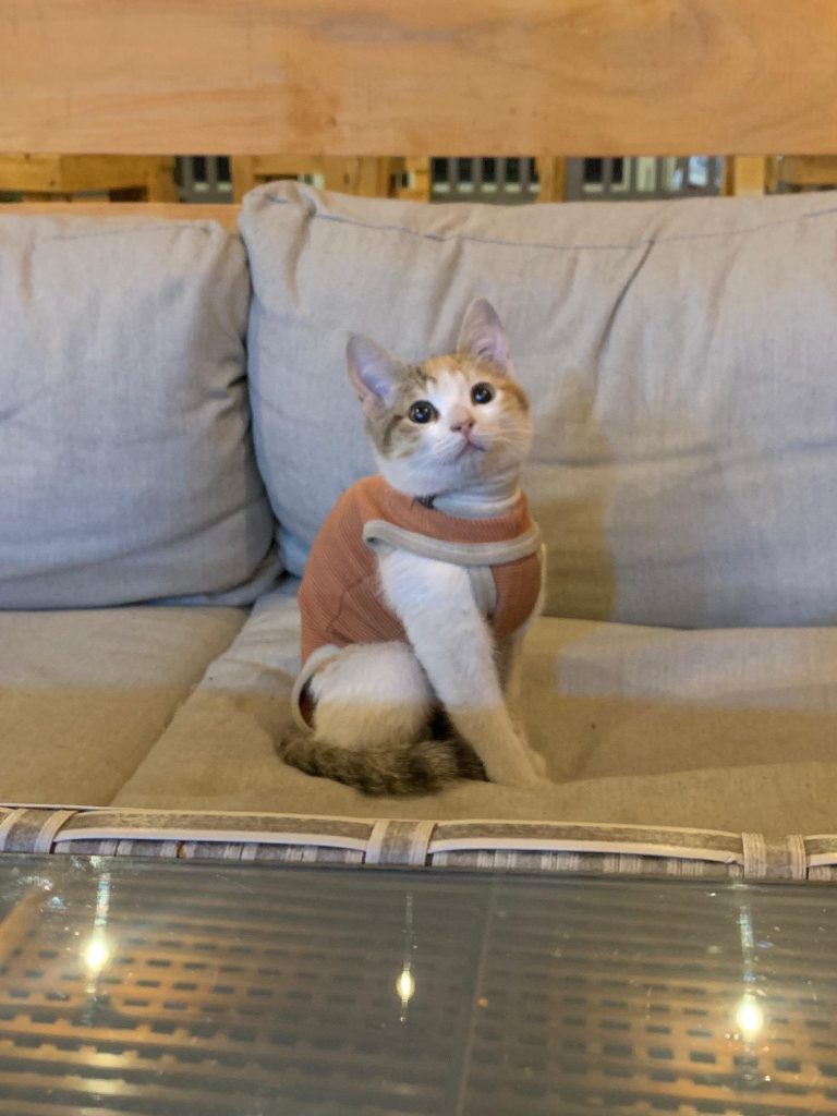 Imagen de WhatsApp 2024-12-18 a las 15.07.42_52d2450e